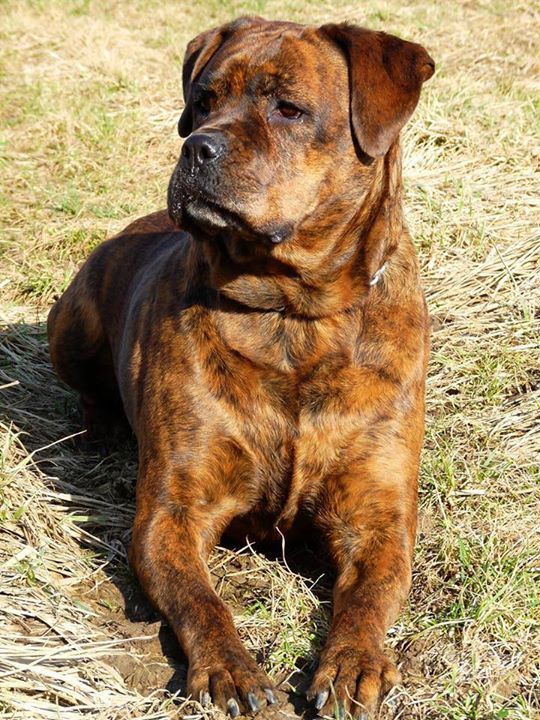 rottweiler x boxer cerca con google puppyface pinterest dogue de bordeaux a rottweiler x boxer cerca con google