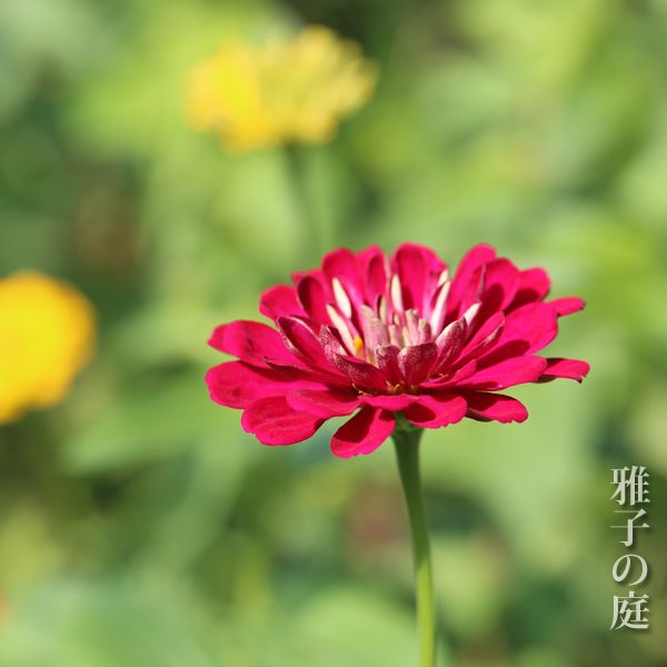 百日草 ジニア Zinnia Artofit 百日草 ジニア Zinnia Artofit