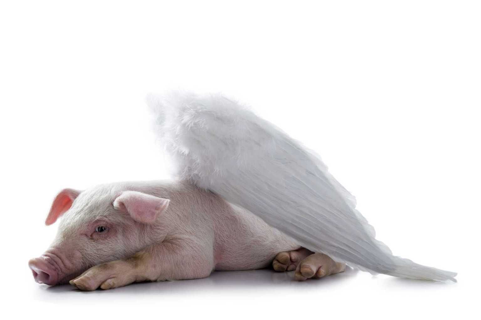 Image Detail For Pig With Wings Lying Down