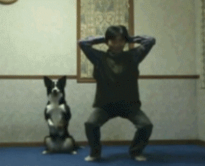 Image result for animals imitating humans gif