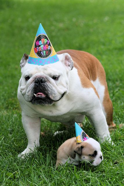 It's your birthday!! | English Bulldogs | Pinterest It's your birthday!! | English Bulldogs | Pinterest