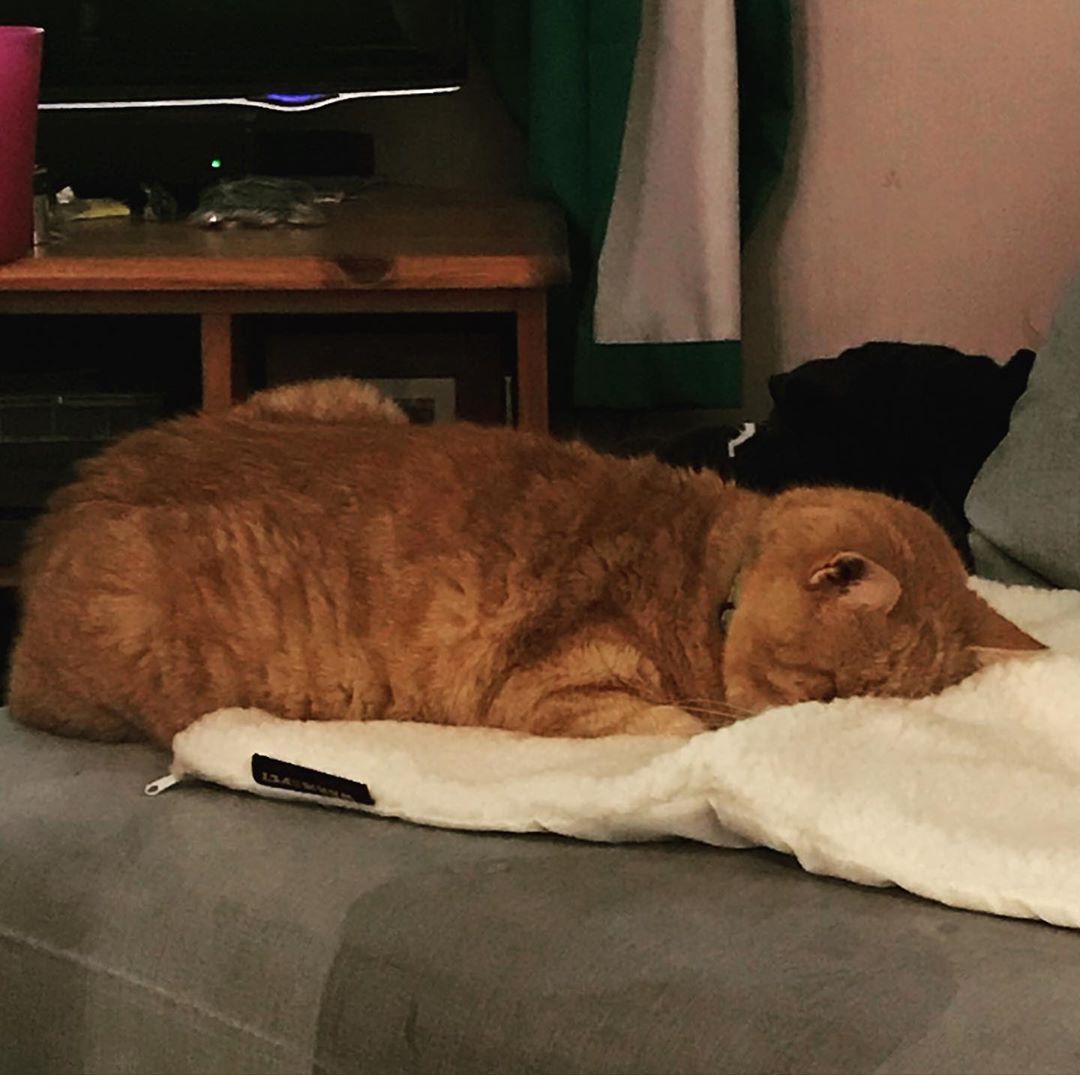 Mum bought me something called a snuggle mat from B & M Bargains. I liked it so much I face planted it!! #ginger... #kittens #photography #catlovers #animals #animal #catlife #adoptdontshop #nature #petstagram #cats_of_world #kittycat #art #gingerkitten
