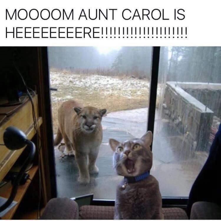 New Funny Cats Funny Animal Pictures Of The Day - 20 Pics funny cats 2 New Funny Cats Funny Animal Pictures Of The Day - 20 Pics funny cats 1