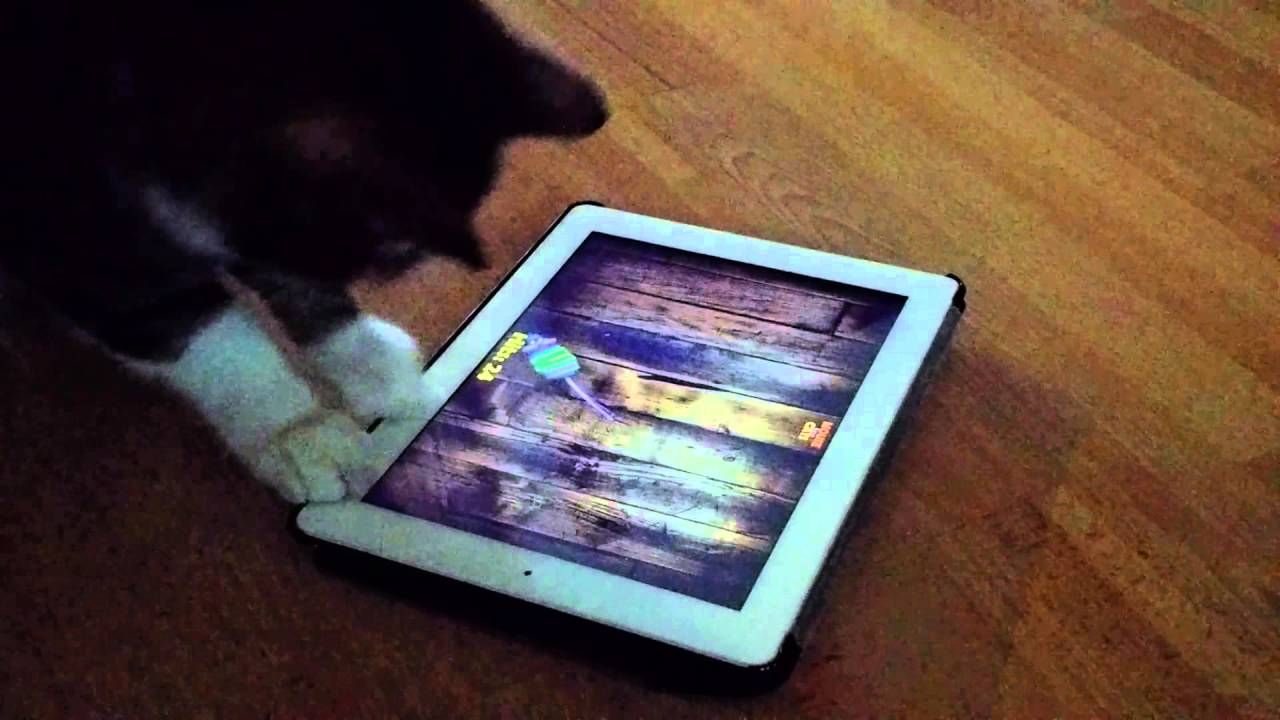 Pin On Mouse For Cats IPad And Android Game For Cats pin-on-mouse-for-cats-ipad-and-android-game-for-cats