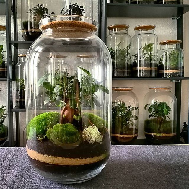 Bonsai microforest, ficus surrounded by moss terrarium. From capsulegardens, Berlin. #bonsai #ficus #moss #terr… | Terrarium jar, Orchid terrarium, Garden terrarium Bonsai microforest, ficus surrounded by moss terrarium. From capsulegardens, Berlin. #bonsai #ficus #moss #terr… | Terrarium jar, Orchid terrarium, Garden terrarium