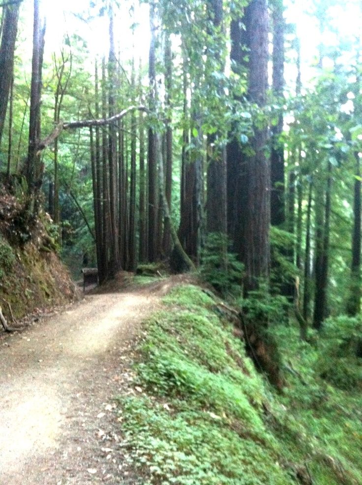 Trail in Santa Cruz, California Santa cruz hiking, Santa cruz, Dream