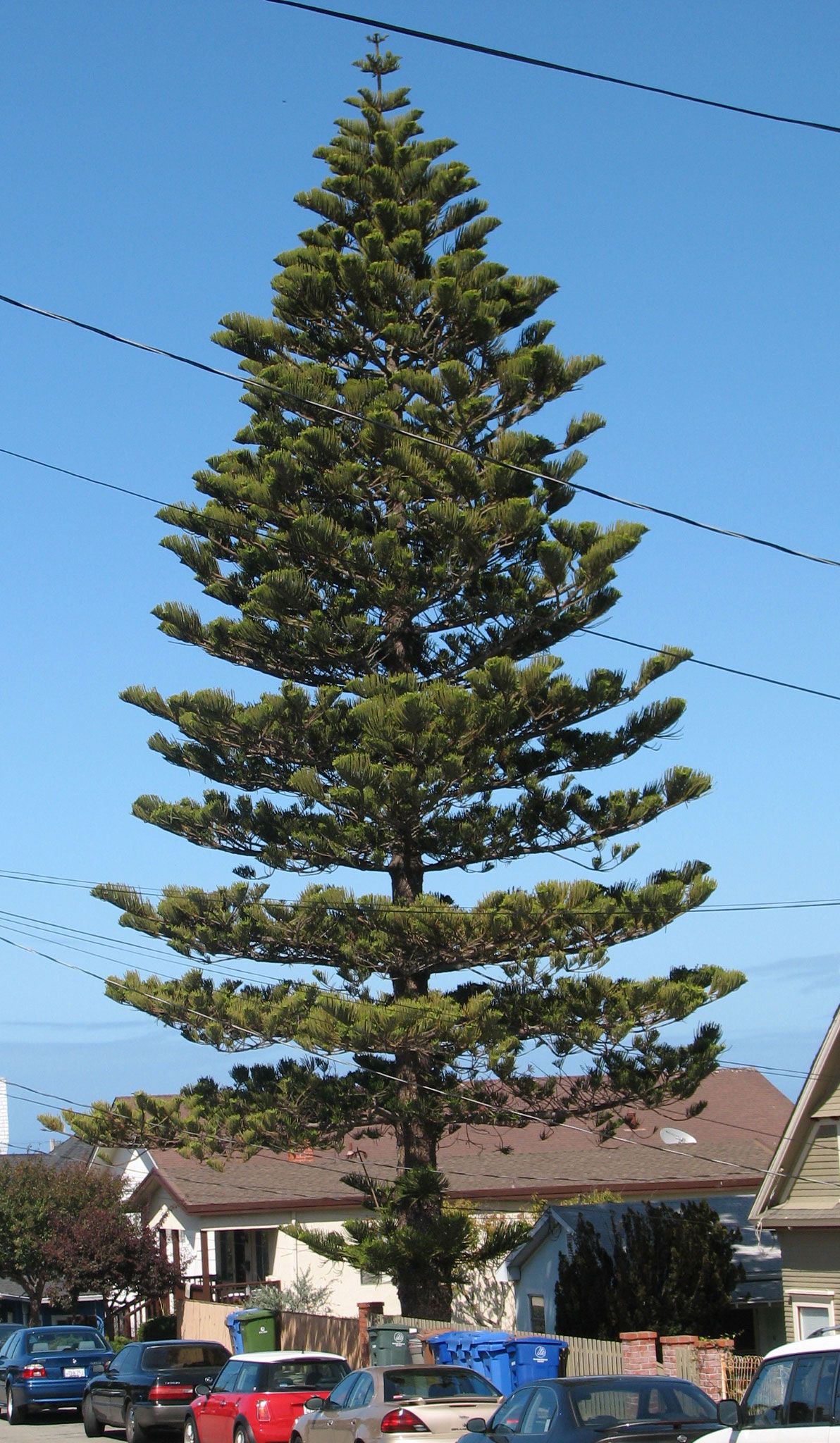 img_0371 | Norfolk pine, Fountains, Norfolk