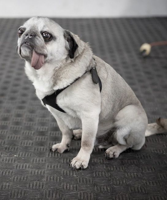 You May Find This Pug Adorable We Do Too But Breeding Pugs