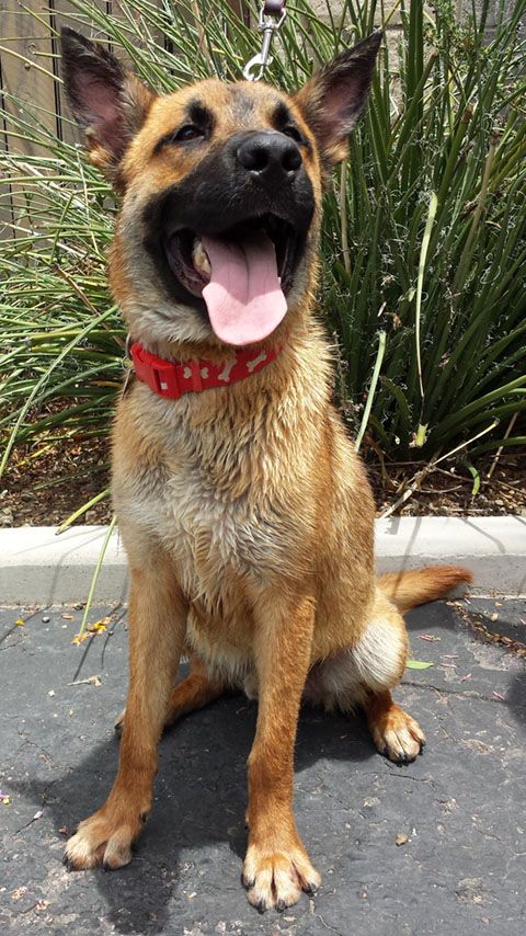 Adopt A Dog A German Shepherd Mix And A Dachshund Dog Adoption