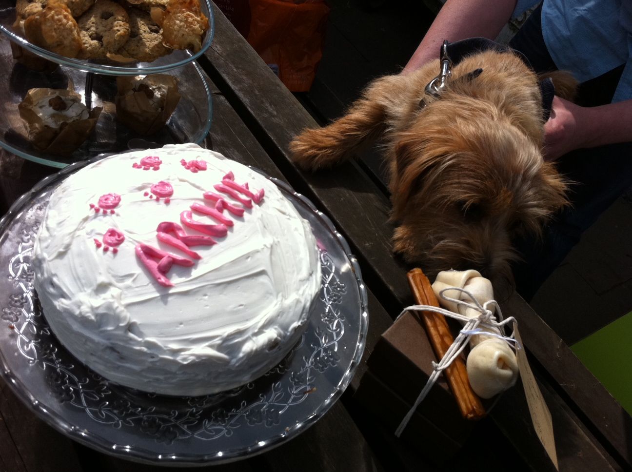 Quick And Easy Dog Birthday Cake Recipes For Your Dog s Party Plus quick-and-easy-dog-birthday-cake-recipes-for-your-dog-s-party-plus