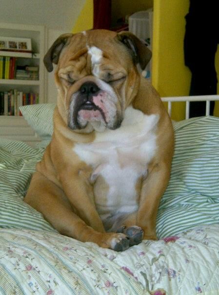 One Of The Sweetest Dogs I Ever Had Was An English Bulldog Named