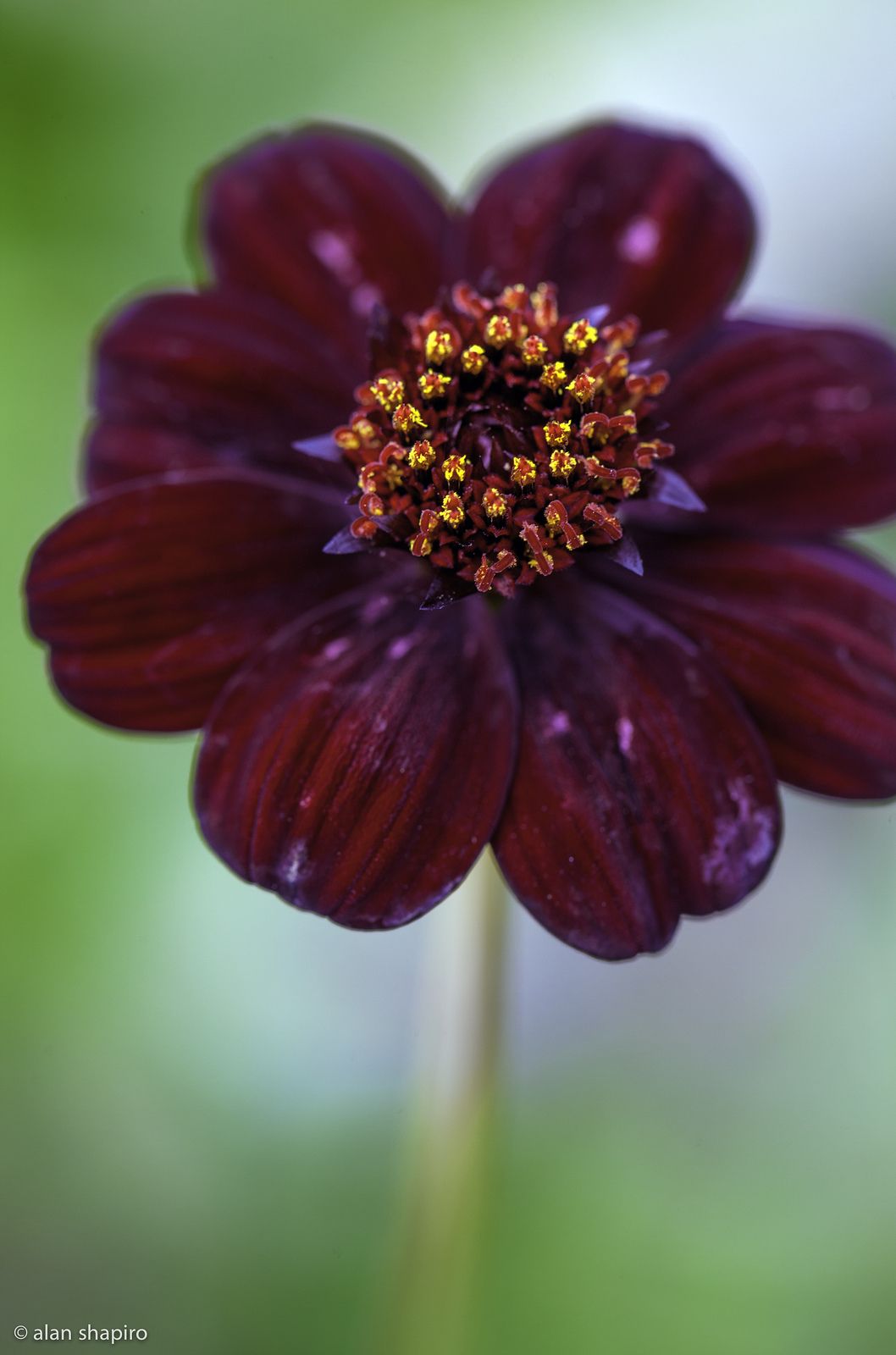 Chocolate Cosmos Cosmos Flowers Smelling Flowers Rare Flowers