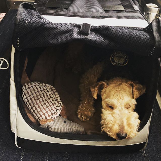 Home Comforts On The Road Jetsetbag Armadillo Train