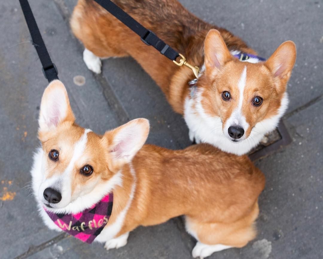 The Dogist On Instagram Biscuit Waffles Pembroke Welsh Corgis