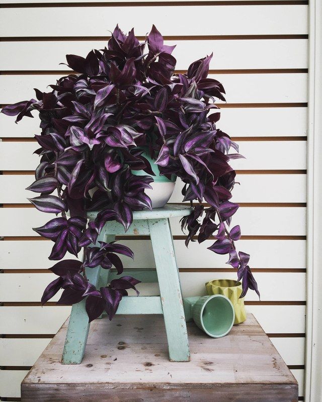 What plants are safe for dogs