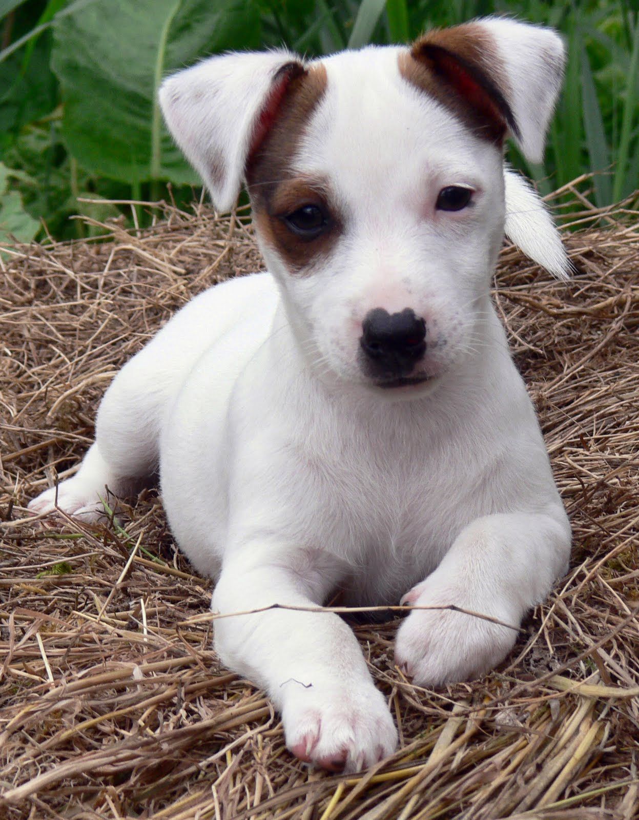 jack russell australian shepherd mix puppies New