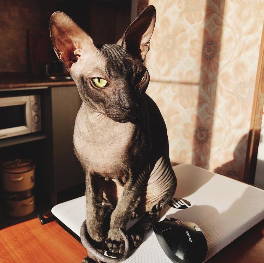 black sphynx kittens for sale california