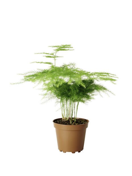 Elegant bregnelignende plante med blader som minner om et slør. Kan blomstre med små stjerneformede blomster. Trives i lys til halvskygge. La jorden tørke nesten helt ut mellom hver vanning. Spring Umbrella, Fairy Garden, House Plants, Planters, Environment, Herbs, Mini, Vanning, Korkeus
