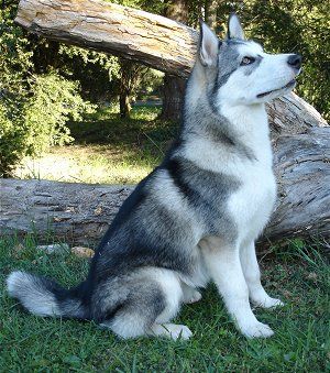 Alaskan Malamute Dog Is A Smart Gentle And Tolerant Dog Whether