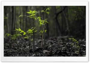 Black Forest Hd Wide Wallpaper For Widescreen Wallpaper Forest