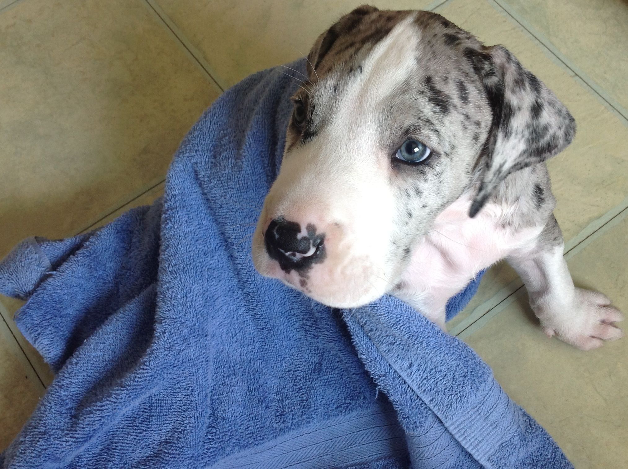 Aden Fresh Clean Great Dane Puppy Great Dane Puppy Mantle