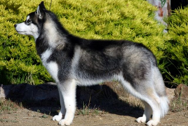 My Girl Husky Named Oddball Siberian Husky Dog Husky Breeds