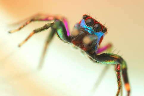 lol to the previous pinner the trippy rainbow spider of psychadelica land jumping spider spider spider art