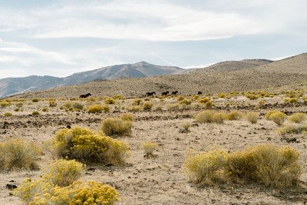 A cryptocurrency millionaire nevada