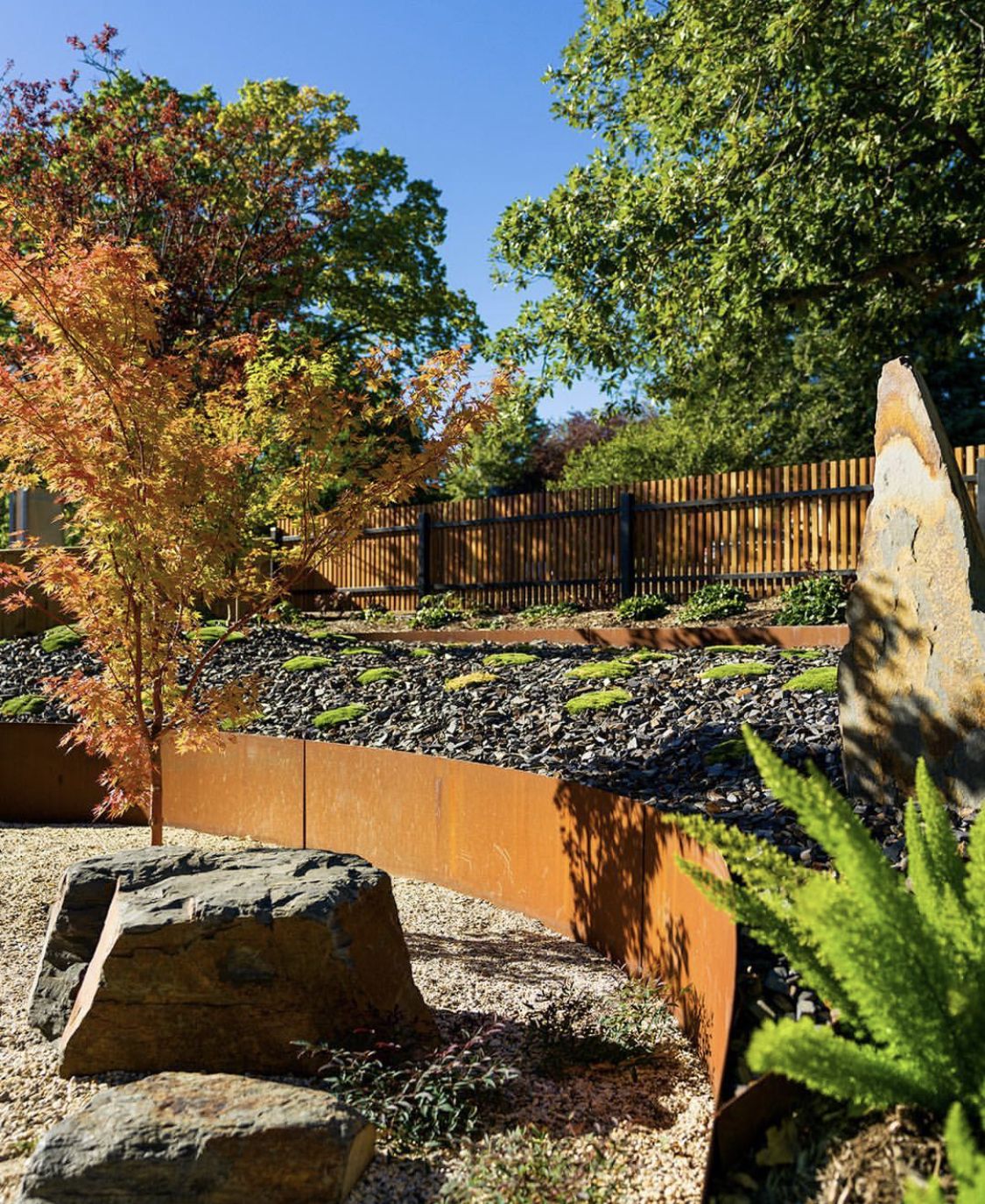 Acer Sango Kaku Outside Your Kitchen Table Gardens