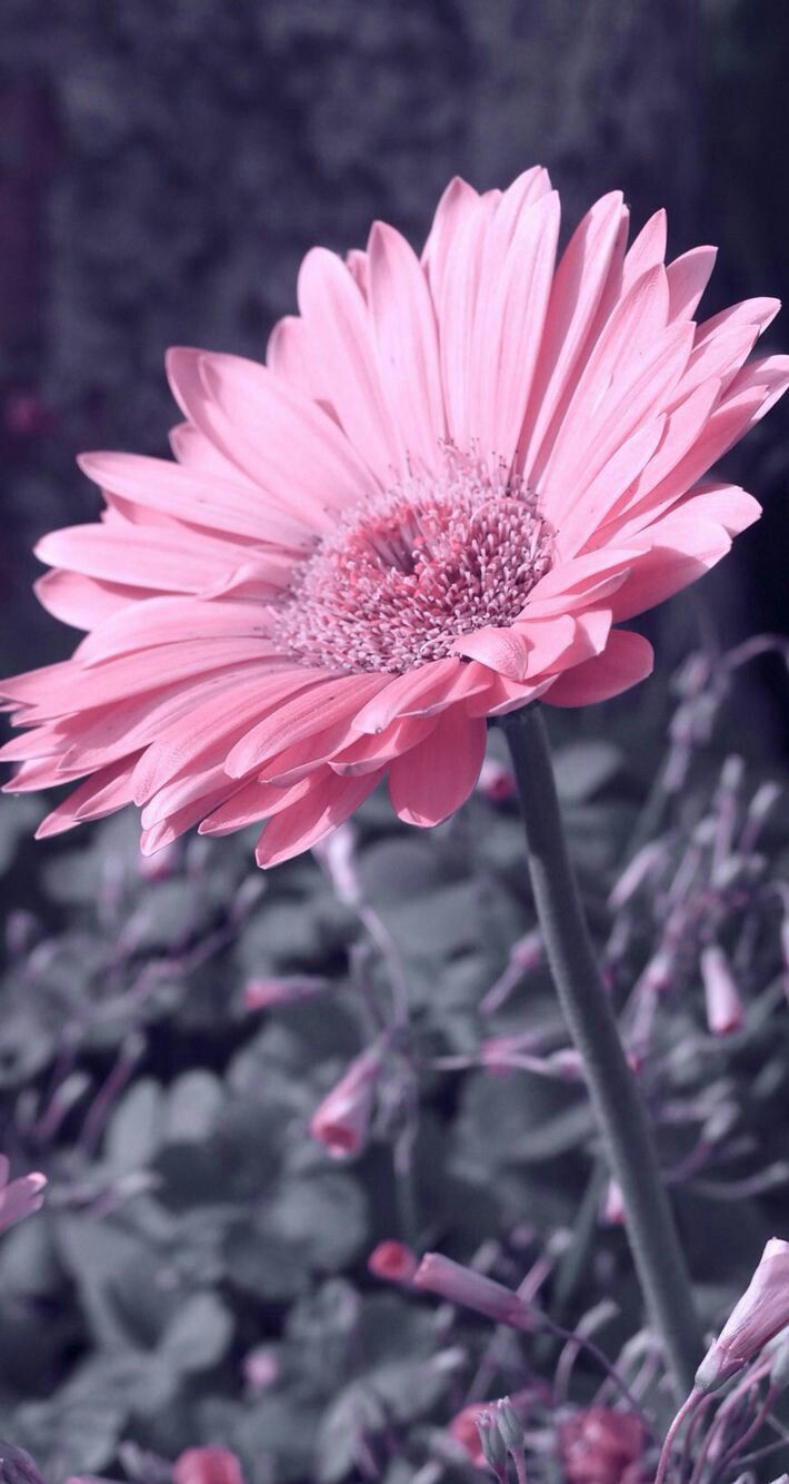Cute Girly Daisy Flower Wallpapers Pin by Galletitas kawaii on Fondos de Flores | Flower phone wallpaper