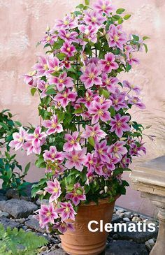 Clematis are the most popular and attractive flowering plants that you can grow in home landscape. Clematis climbs by twisting leaf stalks and supports growing against walls and solid fences. Container Gardening Flowers, Container Plants, Planting Flowers, Potted Flowers, Climbing Flowers, Climbing Vines, Climbing Flowering Vines, Wall Climbing Plants, Climbing Clematis