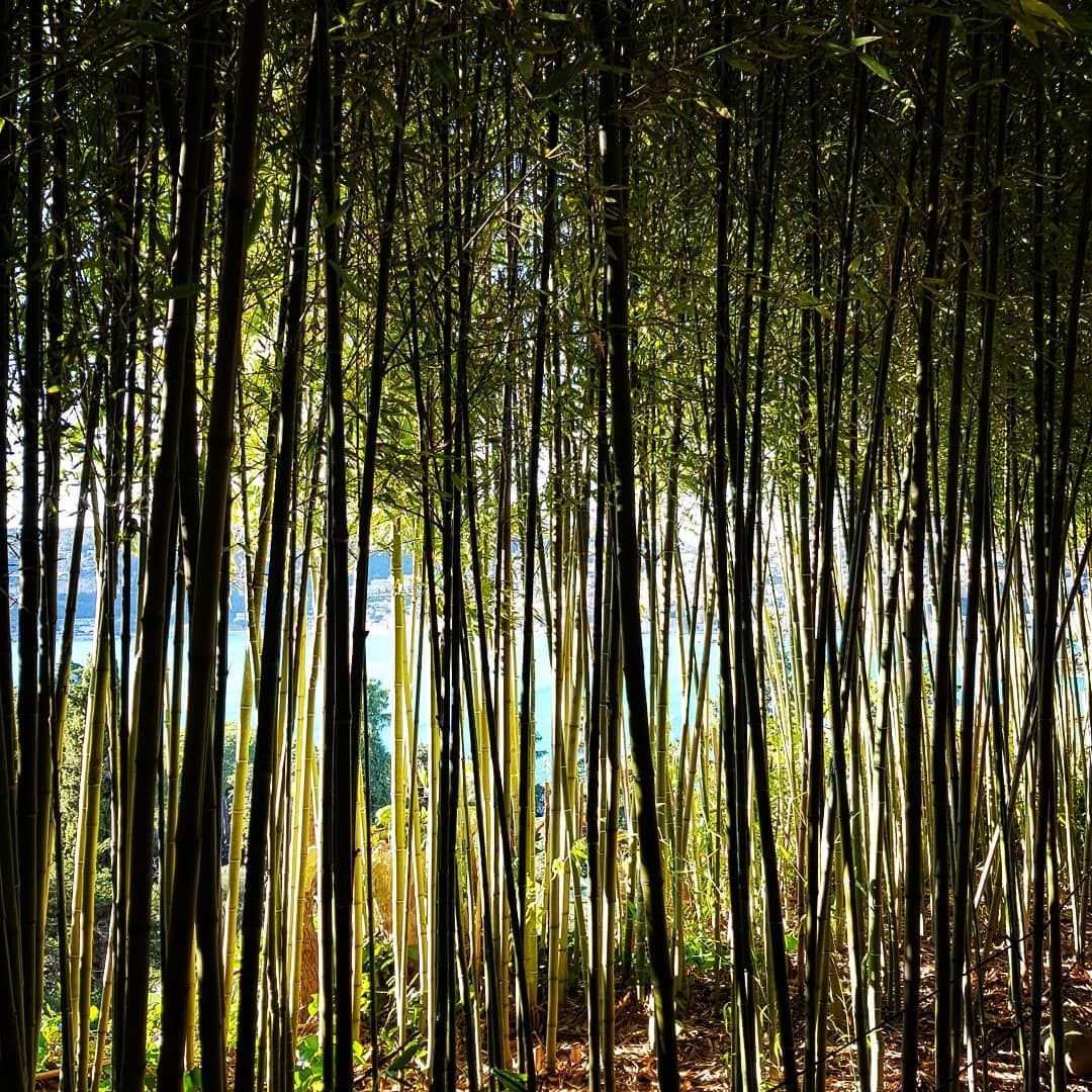 Jardin japonais Jardin japonais