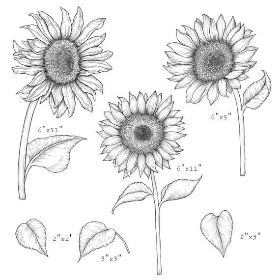 Sunflower Transparent PNGs - Sunflowers Clip Art - Sunflower Transparent PNGs - Sunflowers Clip Art -