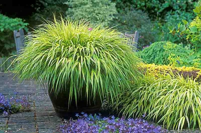 Grown for its handsome and eye-catching foliage, Hakone Grass (Hakonechloa macra) is a long-lived, tough, ornamental grass that, unlike most grasses, loves moist shady conditions. Native to Japan, its foliage forms attractive, loose cascading mounds of gracefully arching, slender leaves that ripple in the slightest breeze. Ranging from solid green, to bright gold to creamy variegated throughout the spring and summer, the soft foliage changes to exquisite copper-orange shades in the fall as coole Garden Shrubs, Garden And Yard, Garden Plants, Garden Landscaping, Fruit Garden, Shade Grass, Patio Shade, Shade Garden, Hakone Grass