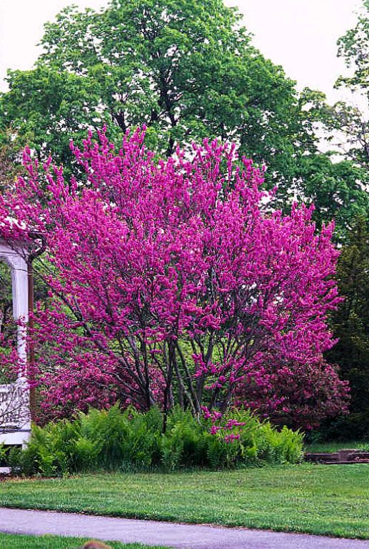 Chinese Redbud Backyard Ideas Pinterest Eastern Small Chinese Redbud Backyard Ideas Pinterest Eastern Small Trees And Shrub