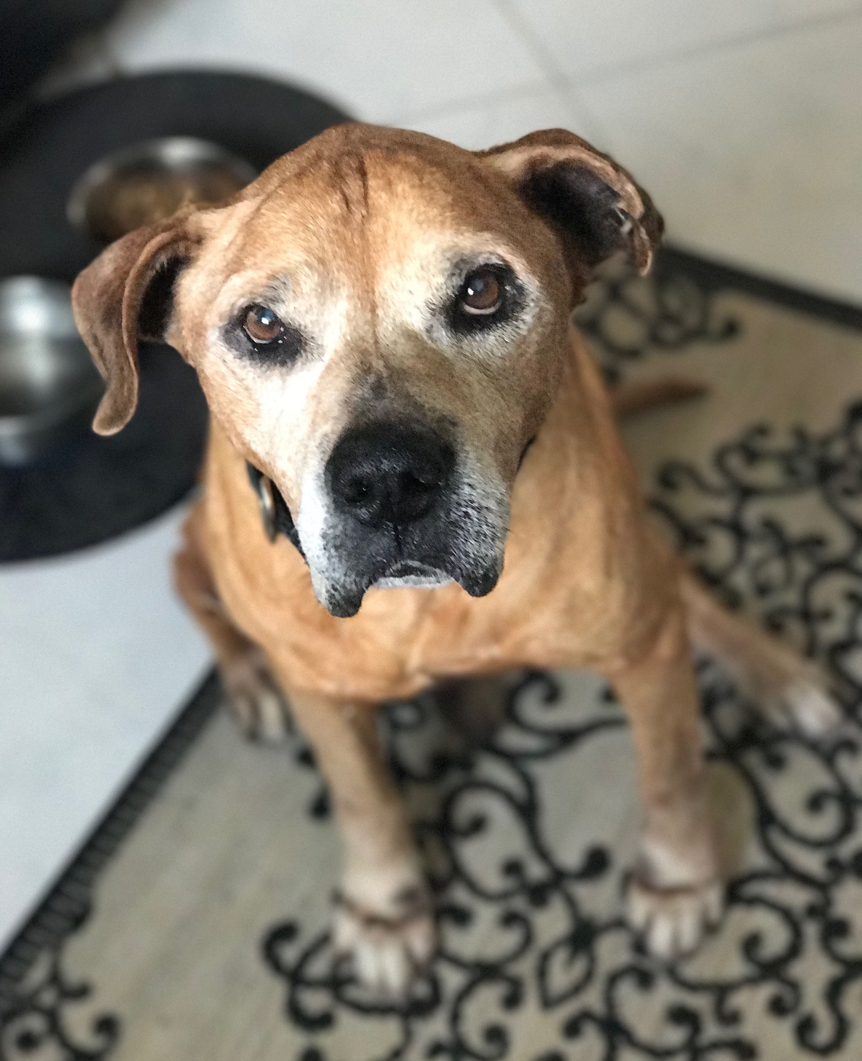Black Mouth Cur dog for Adoption in Englewood, FL. ADN