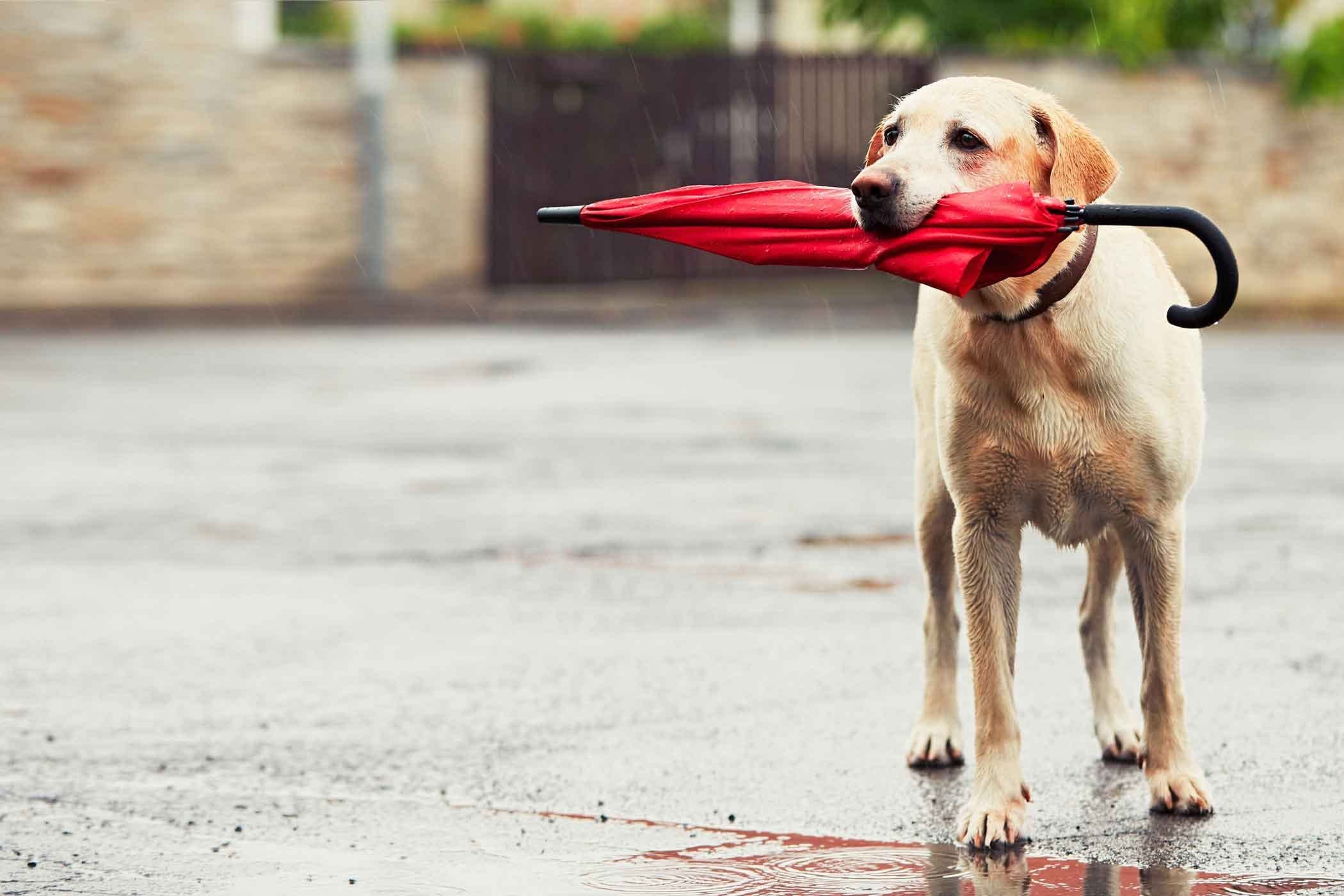 How To Train Your Dog To Carry Things Training Your Dog Easiest