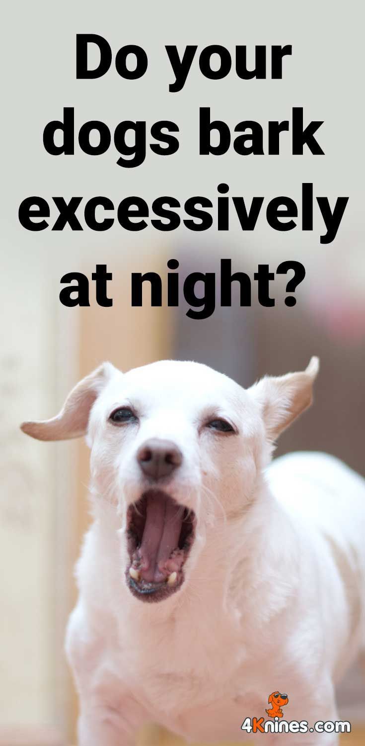 how to make a dog not bark at night how to make a dog not bark at night