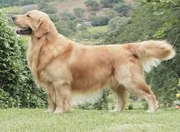 Resultado De Imagem Para Golden Retriever Retriever Dog Breeds Golden Retriever