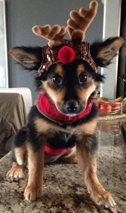 the 25 best dog christmas costumes ideas on pinterest nightmare before christmas costume diy