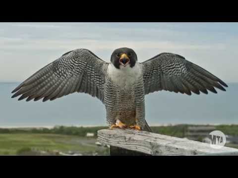 peregrine falcon new york city peregrine falcon new york city