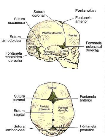 FONTANELAS CRANEO PDF FONTANELAS CRANEO PDF