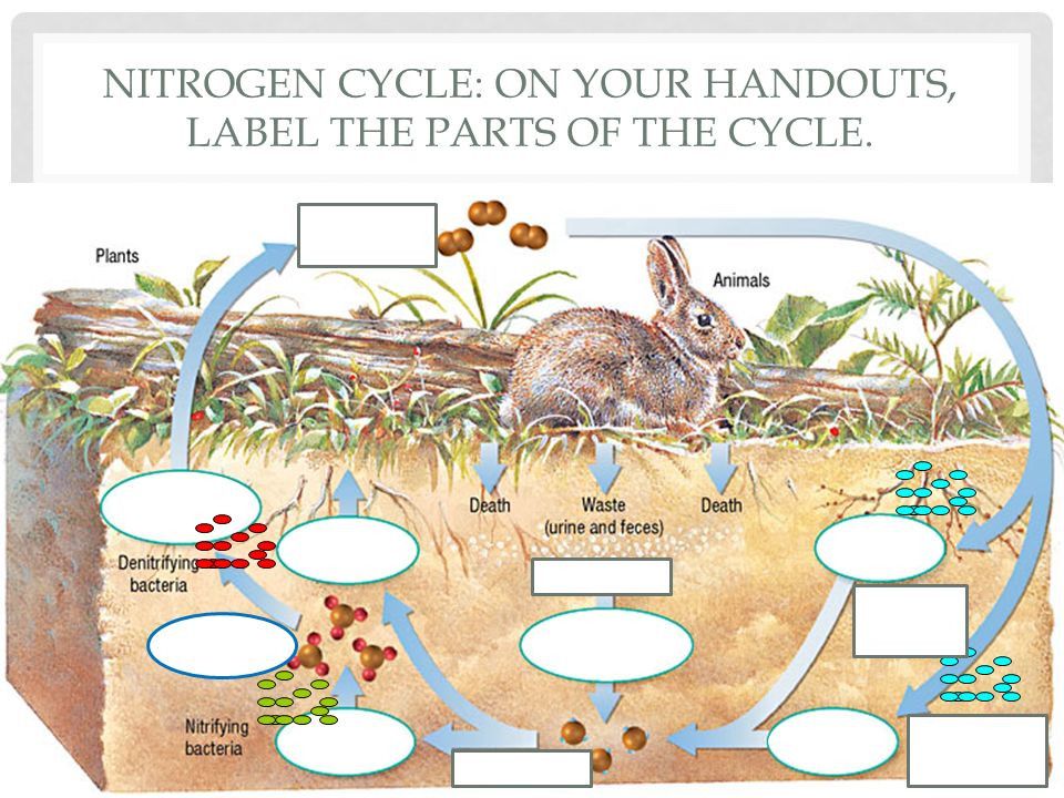Nitrogen Cycle Diagram to Label Inspirational Objectives Summarize the