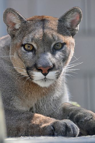 animali puma animali puma