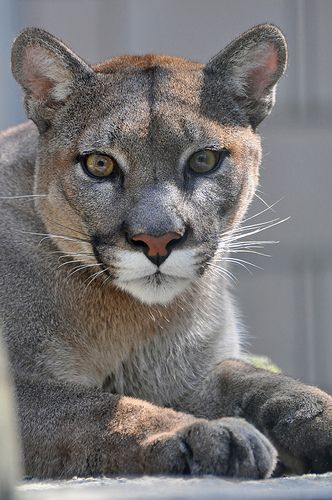 puma species