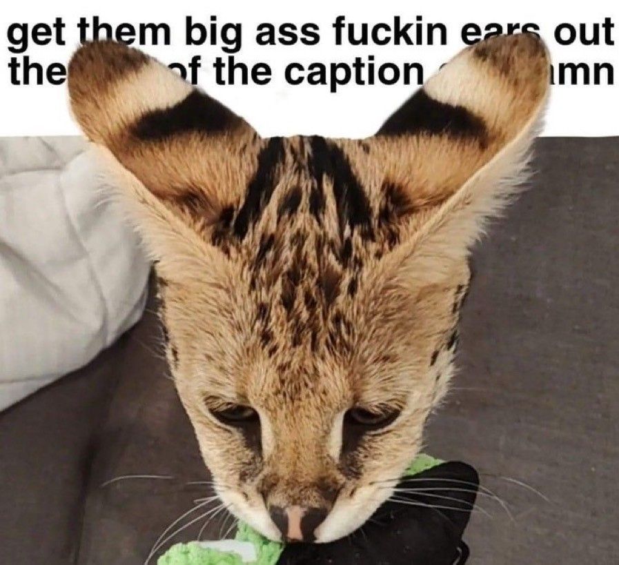 Pin By Jul0 On Silly Cats Silly Cats Funny Cats Cat Memes pin-by-jul0-on-silly-cats-silly-cats-funny-cats-cat-memes