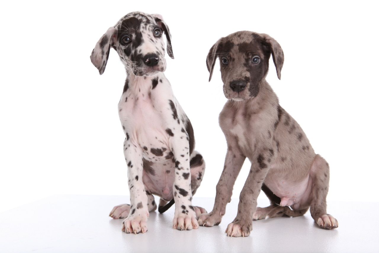 Great Dane Puppies See More Puppies On Great American Country S