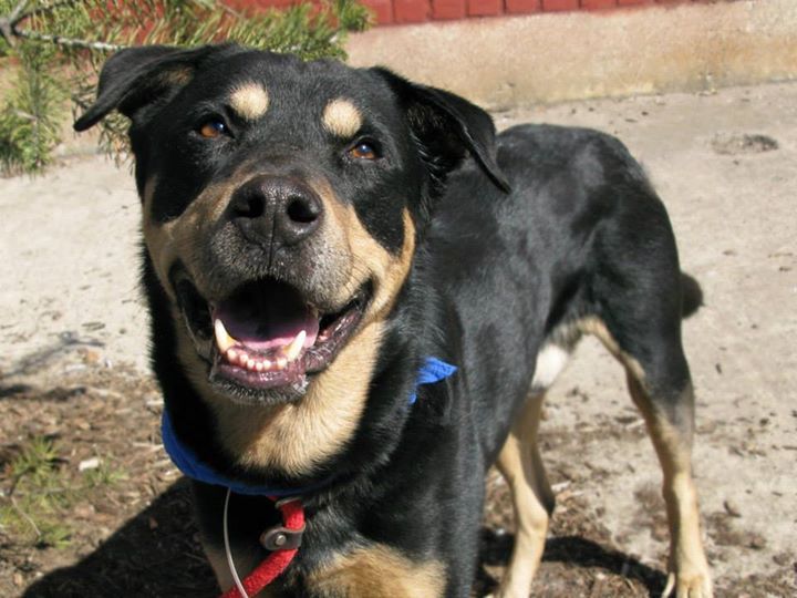 My Name Is Bruce My Animal Id Is A0993099 Critters Need
