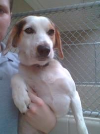 Ncarolina Urgent 13 1448 Buba Is 1yo Beagle Mix In Need Of A