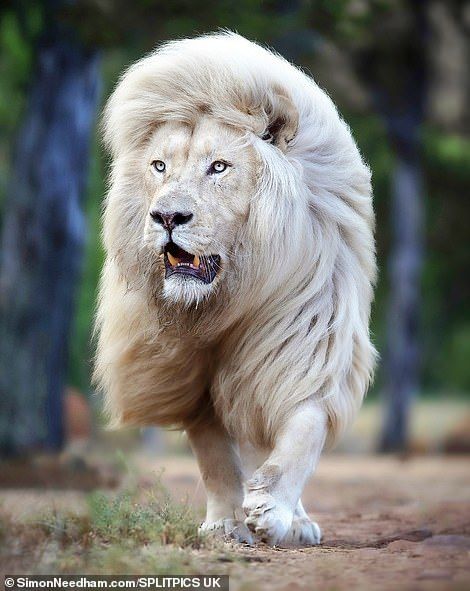 Lion clearly takes pride in his locks as he shows off beautiful hair | Daily Mail Online Nature Animals, Animals And Pets, Cute Animals, Beautiful Lion, Animals Beautiful, Lion Photography, Lions Photos, Wild Lion, King Photo